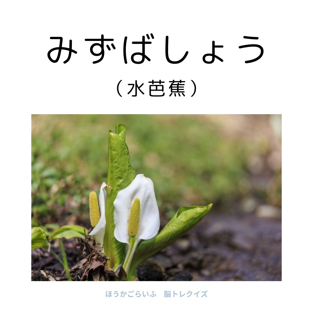 高齢者向け（無料）言葉の並び替えで脳トレしよう！文字（ひらがな）を並び替える簡単なゲーム【花の名前】健康寿命を延ばす鍵